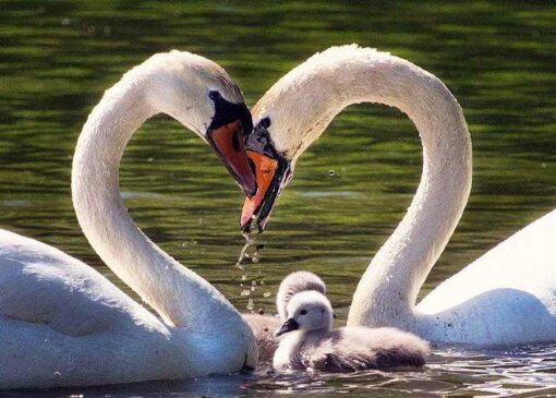 حفظ هویت فردی و تعادل بین «من» و «ما» در ازدواج