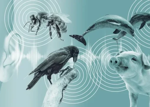 در مسیر تحقق یک آرزوی دیرینه؛ هوش مصنوعی می‌خواهد گفتگو با حیوانات را ممکن کند