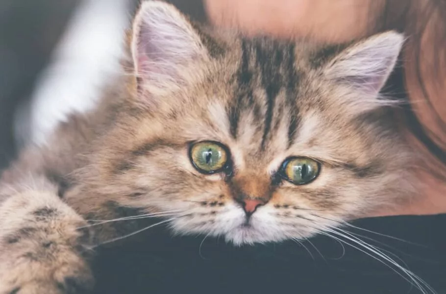 ساخت گردنبند مجهز به هوش مصنوعی که استرس گربه‌ها را تشخیص می‌دهد