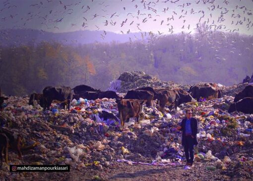 افشاگری یک مستندساز از بحران پسماند در شمال کشور/ تهدید به مرگ شدم!