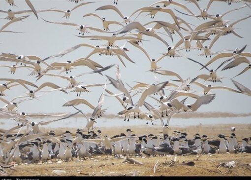 دیر و نخیلو؛ روایت بکر از زادآوری پرندگان در حساس‌ترین زیستگاه ایران