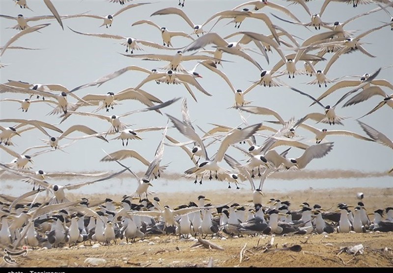 دیر و نخیلو؛ روایت بکر از زادآوری پرندگان در حساس‌ترین زیستگاه ایران