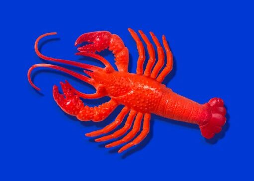 نام خرچنگ دریایی هوش مصنوعی برای بار دوم تغییر کرد!