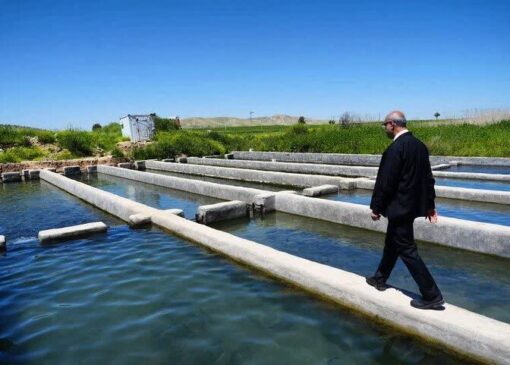 استاندار کرمانشاه: غرب استان قطب صادرات آبزیان به عراق می‌شود