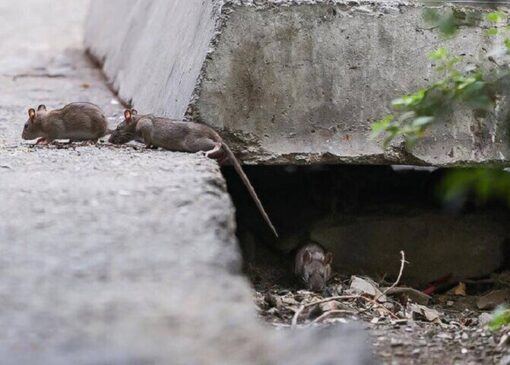 افزایش جمعیت موش‌ها در تهران؛ راهکار محیط زیست چیست؟