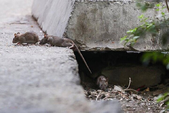 افزایش جمعیت موش‌ها در تهران؛ راهکار محیط زیست چیست؟