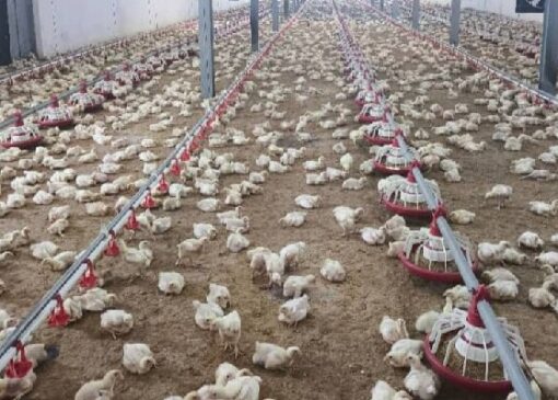 افزایش جوجه‌ریزی در سوادکوه نیازمند تأمین نهاده‌ها است