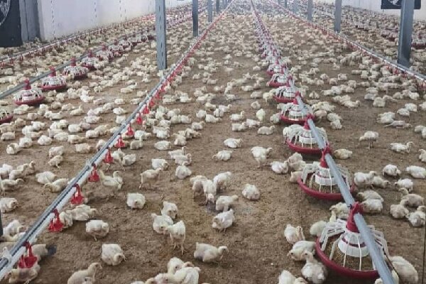 افزایش جوجه‌ریزی در سوادکوه نیازمند تأمین نهاده‌ها است