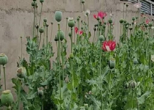 امحای ۱۲۰۰ بوته خشخاش در روستای چمن سوخته شهرستان بویراحمد 