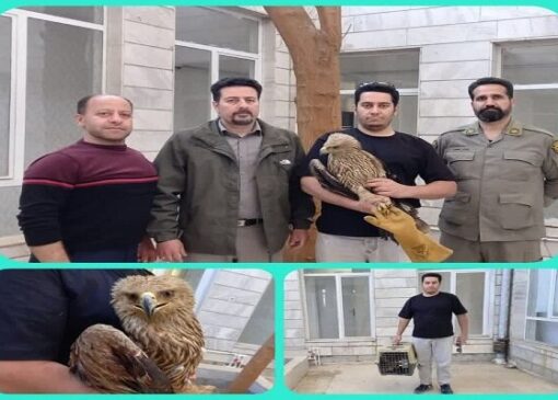 تحویل یک بهله عقاب «شاهی» به محیط‌زیست بروجرد