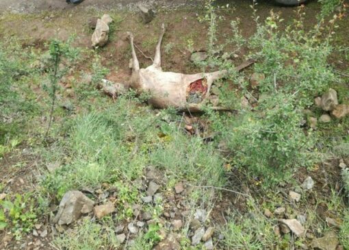 تلف شدن یک راس مرال در پارک ملی کیاسر