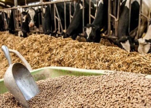 توزیع ۷۰ هزار تن کنسانتره در سمنان؛ غذای دام‌ها تأمین شد