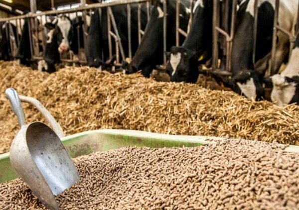 توزیع ۷۰ هزار تن کنسانتره در سمنان؛ غذای دام‌ها تأمین شد