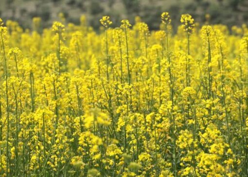 توسعه کشت کلزا در میامی با ۳۰۰هکتار؛ پیش‌بینی برداشت ۷۰۰تن دانه روغنی