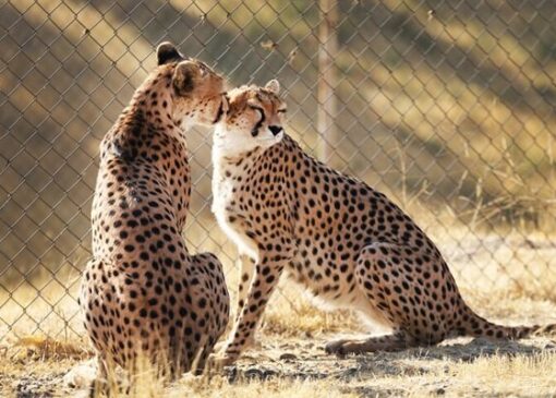 جشن بلوغ ۳یوز ماده در دل شاهرود؛بحران کمبود یوز نر بارور در مرکز تکثیر