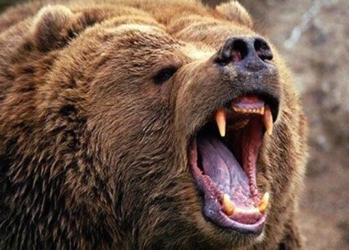 حمله خرس در پارک ملی گلستان؛ دو محیط‌بان حین گشت مجروح شدند