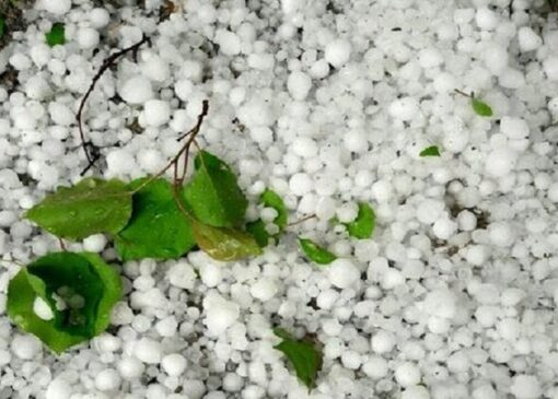 خزایی: خسارت تگرگ به اراضی کشاورزی ۶ روستای کنگاور در دست بررسی است