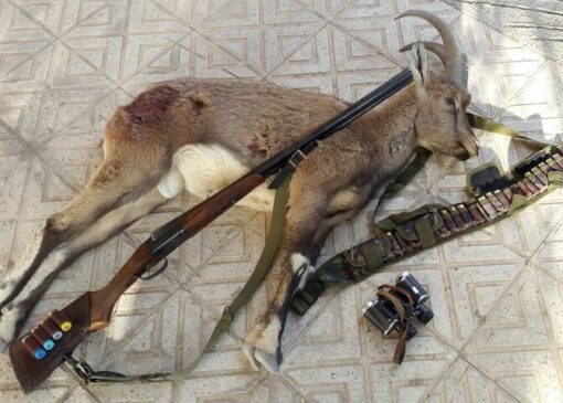 دستگیری ۴ شکارچی غیرمجاز در پارک ملی توران؛ لاشه قوچ وحشی کشف شد