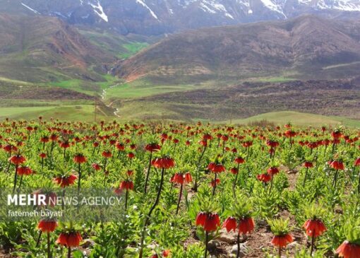 دشت لاله های واژگون گلپایگان، ظرفیتی کم‌نظیر برای توسعه گردشگری طبیعی