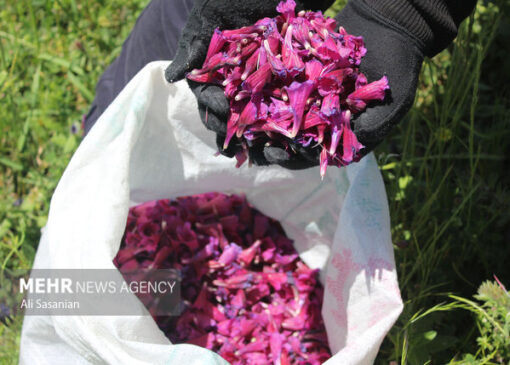 دیمکاری گیاهان دارویی راهبردی برای حفظ آب و احیای مراتع است