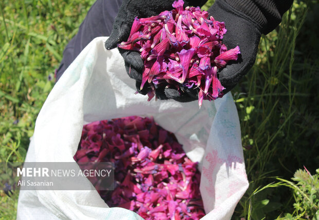 دیمکاری گیاهان دارویی راهبردی برای حفظ آب و احیای مراتع است