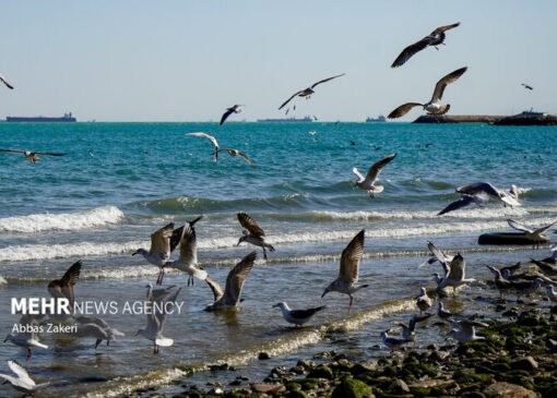 زمانبر بودن جبران آسیب‌های محیط‌زیستی خلیج فارس