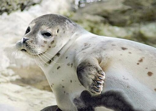 صیادان میانکاله در خط مقدم حفاظت از فوک خزری هستند