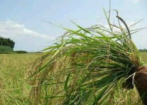 مبارزه با علف‌های هرز در۳۳ هزار هکتار از مزارع آذربایجان غربی انجام شد