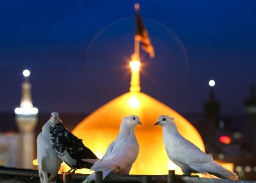 موسیقی برای امام رضا؛ از نیایش تا روایت مدرن از امام رضا(ع)