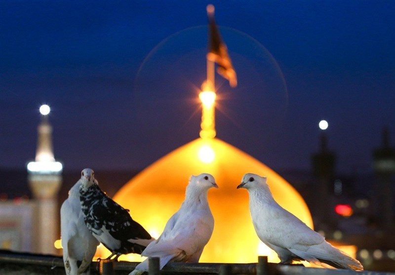 موسیقی برای امام رضا؛ از نیایش تا روایت مدرن از امام رضا(ع)