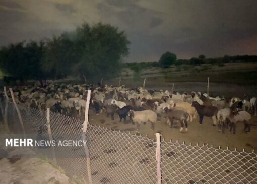 نجات ۲ دامدار و ۴۰۰ راس گوسفند از سیلاب رودخانه دز