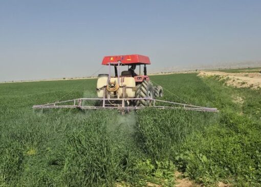 پیش‌بینی برداشت ۱۰ هزار تن گندم و جو در سربیشه