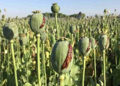 کشف و امحای مزرعه کشت خشخاش در هندیجان