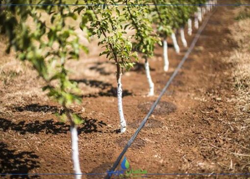 کیفیت اجرای سامانه‌های نوین آبیاری در مزارع یزد ارتقا یافت