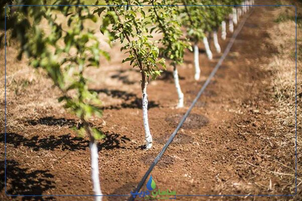 کیفیت اجرای سامانه‌های نوین آبیاری در مزارع یزد ارتقا یافت